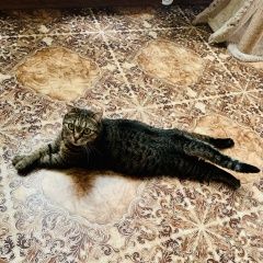 Подробнее об объявлении «Пропала кошка в село куксово Тамбов» Фото: пропала кошка  «Пропала кошка в село куксово Тамбов» в г. Тамбов