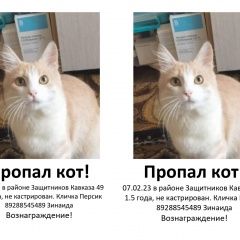 Подробнее об объявлении «Пропал кот пгт. красная поляна Адлер» Фото: пропала кошка  «Пропал кот пгт. красная поляна Адлер» в г. Адлер