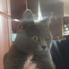 Подробнее об объявлении «Пропал кот Балашиха» Фото: пропала кошка Британская короткошерстная кошка «Пропал кот Балашиха» в г. Балашиха