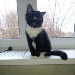 Подробнее об объявлении «Пропала кошка Минск» Фото: пропала кошка  «Пропала кошка Минск» в г. Минск