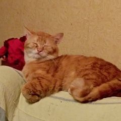 Подробнее об объявлении «Пропал кот боня Сочи» Фото: пропала кошка  «Пропал кот боня Сочи» в г. Сочи