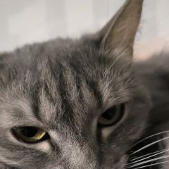 Подробнее об объявлении «Пропала кошка Азнакаево» Фото: пропала кошка  «Пропала кошка Азнакаево» в г. Азнакаево