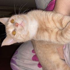 Подробнее об объявлении «Пропал кот домашний кот Краснодар» Фото: пропала кошка  «Пропал кот домашний кот Краснодар» в г. Краснодар