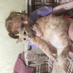 Подробнее об объявлении «Пропал кот Новороссийск» Фото: пропала кошка  «Пропал кот Новороссийск» в г. Новороссийск