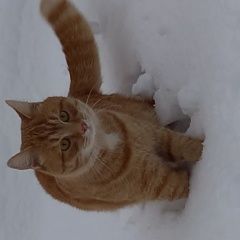 Подробнее об объявлении «Пропал кот помогите найти Жуковка Брянская обл.» Фото: пропала кошка  «Пропал кот помогите найти Жуковка Брянская обл.» в г. Жуковка Брянская обл.