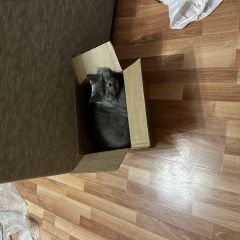 Подробнее об объявлении «Пропала кошка британская, длиношерстная, зовут джия Мытищи» Фото: пропала кошка Британская длинношерстная кошка «Пропала кошка британская, длиношерстная, зовут...» в г. Мытищи