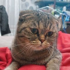 Подробнее об объявлении «Пропала кошка жду любую информацию. Батайск» Фото: пропала кошка  «Пропала кошка жду любую информацию. Батайск» в г. Батайск