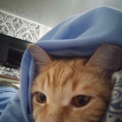 Подробнее об объявлении «Пропал кот Энгельс» Фото: пропала кошка  «Пропал кот Энгельс» в г. Энгельс