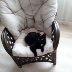 Подробнее об объявлении «Пропал кот Анапа» Фото: пропала кошка  «Пропал кот Анапа» в г. Анапа