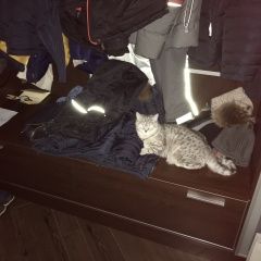 Подробнее об объявлении «Пропала кошка шотландская прямоухая Солнечногорск» Фото: пропала кошка Британская короткошерстная кошка «Пропала кошка шотландская прямоухая Солнечногорск» в г. Солнечногорск