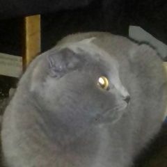 Подробнее об объявлении «Пропала кошка шотландская вислоухая кошка Тула» Фото: пропала кошка Скоттиш фолд (шотландская вислоухая) «Пропала кошка шотландская вислоухая кошка Тула» в г. Тула