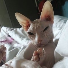 Подробнее об объявлении «Пропал кот сфинкс донской Краснодар» Фото: пропала кошка Сфинкс «Пропал кот сфинкс донской Краснодар» в г. Краснодар