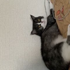 Подробнее об объявлении «Пропала кошка Анапа» Фото: пропала кошка  «Пропала кошка Анапа» в г. Анапа