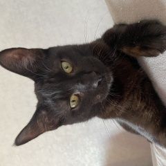 Подробнее об объявлении «Пропала кошка помогите найти Краснодар» Фото: пропала кошка  «Пропала кошка помогите найти Краснодар» в г. Краснодар