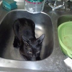 Подробнее об объявлении «Пропал кот чёрный котик Волгодонск» Фото: пропала кошка  «Пропал кот чёрный котик Волгодонск» в г. Волгодонск