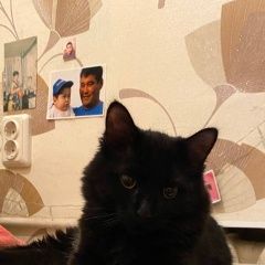 Подробнее об объявлении «Пропал кот черный кот на пролетарской 64 Оренбург» Фото: пропала кошка  «Пропал кот черный кот на пролетарской 64 Оренбург» в г. Оренбург