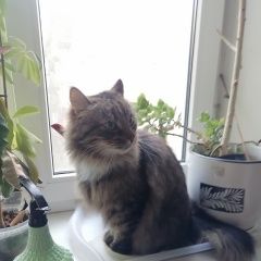 Подробнее об объявлении «Пропал кот 4 марта Санкт-Петербург» Фото: пропала кошка  «Пропал кот 4 марта Санкт-Петербург» в г. Санкт-Петербург