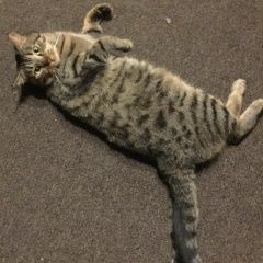 Подробнее об объявлении «Пропал кот Москва» Фото: пропала кошка Европейская короткошерстная «Пропал кот Москва» в г. Москва