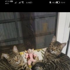 Подробнее об объявлении «Пропал кот Краснодар» Фото: пропала кошка  «Пропал кот Краснодар» в г. Краснодар