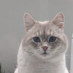 Подробнее об объявлении «Пропал кот Хлевное» Фото: пропала кошка  «Пропал кот Хлевное» в г. Хлевное