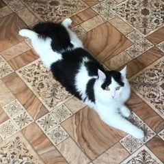 Подробнее об объявлении «Пропал кот бело-черный окрас, очень пушистый Лесосибирск» Фото: пропала кошка Сибирская кошка «Пропал кот бело-черный окрас, очень пушистый...» в г. Лесосибирск