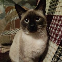 Подробнее об объявлении «Пропал кот Тверь» Фото: пропала кошка Тайская кошка «Пропал кот Тверь» в г. Тверь