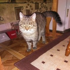 Подробнее об объявлении «Пропал кот Брест Брестская обл.» Фото: пропала кошка  «Пропал кот Брест Брестская обл.» в г. Брест Брестская обл.