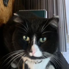 Подробнее об объявлении «Пропала кошка кличка мила Тюмень» Фото: пропала кошка  «Пропала кошка кличка мила Тюмень» в г. Тюмень