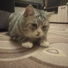 Подробнее об объявлении «Иваново Пропал кот семен» Фото: пропала кошка Скоттиш страйт (шотландская прямоухая) «Иваново Пропал кот семен» в г. Иваново