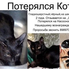 Подробнее об объявлении «Пропал кот помогите найти Волгодонск» Фото: пропала кошка  «Пропал кот помогите найти Волгодонск» в г. Волгодонск