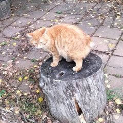 Подробнее об объявлении «Пропал кот рыжий кот -. Дорохово» Фото: пропала кошка Курильский бобтейл «Пропал кот рыжий кот -. Дорохово» в г. Дорохово