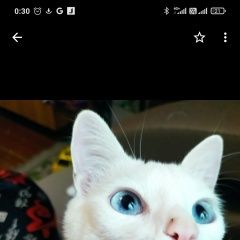 Подробнее об объявлении «Пропал кот сбежал из дома Краснодар» Фото: пропала кошка  «Пропал кот сбежал из дома Краснодар» в г. Краснодар