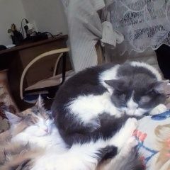 Подробнее об объявлении «Пропала кошка кошечка стеша трехшестная Ижевск» Фото: пропала кошка  «Пропала кошка кошечка стеша трехшестная Ижевск» в г. Ижевск