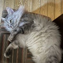 Подробнее об объявлении «Пропала кошка щедрое вознаграждение Домодедово» Фото: пропала кошка  «Пропала кошка щедрое вознаграждение Домодедово» в г. Домодедово