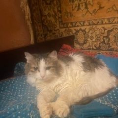 Подробнее об объявлении «Пропала кошка дюймовочка Кострома» Фото: пропала кошка  «Пропала кошка дюймовочка Кострома» в г. Кострома