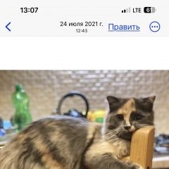Подробнее об объявлении «Пропала кошка помогите найти кошечку Ростов-на-Дону» Фото: пропала кошка  «Пропала кошка помогите найти кошечку...» в г. Ростов-на-Дону