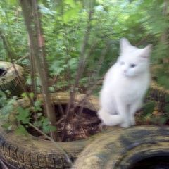 Подробнее об объявлении «Пропала кошка 9 декабря 2022 в мкр южный между домам Балашиха» Фото: пропала кошка  «Пропала кошка 9 декабря 2022 в мкр южный между...» в г. Балашиха