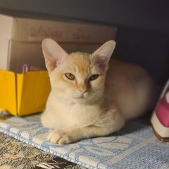 Подробнее об объявлении «Пропала кошка. Санкт-Петербург» Фото: пропала кошка Бурма «Пропала кошка. Санкт-Петербург» в г. Санкт-Петербург