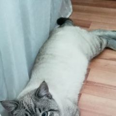 Подробнее об объявлении «Пропал кот Казань» Фото: пропала кошка  «Пропал кот Казань» в г. Казань