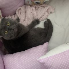 Подробнее об объявлении «Красногорск Пропала кошка» Фото: пропала кошка Скоттиш фолд (шотландская вислоухая) «Красногорск Пропала кошка» в г. Красногорск