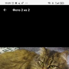 Подробнее об объявлении «Пропала кошка Таганрог» Фото: пропала кошка  «Пропала кошка Таганрог» в г. Таганрог