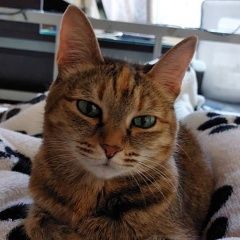 Подробнее об объявлении «Пропала кошка дыма, колл. сад родник 2 Екатеринбург» Фото: пропала кошка  «Пропала кошка дыма, колл. сад родник 2...» в г. Екатеринбург