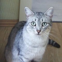 Подробнее об объявлении «Пропал кот Екатеринбург» Фото: пропала кошка  «Пропал кот Екатеринбург» в г. Екатеринбург