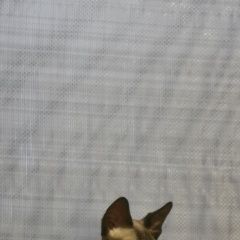 Подробнее об объявлении «Пропала кошка Ростов-на-Дону» Фото: пропала кошка Сфинкс «Пропала кошка Ростов-на-Дону» в г. Ростов-на-Дону