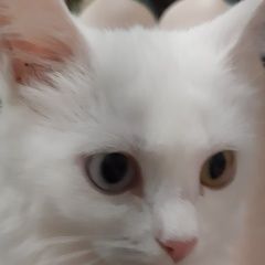 Подробнее об объявлении «Пропал кот помогите найти котёнка Балаково» Фото: пропала кошка  «Пропал кот помогите найти котёнка Балаково» в г. Балаково