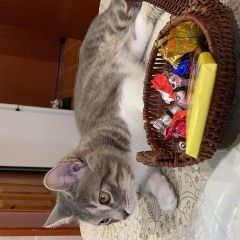 Подробнее об объявлении «Пропал кот амик Владикавказ» Фото: пропала кошка  «Пропал кот амик Владикавказ» в г. Владикавказ