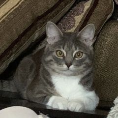 Подробнее об объявлении «Пропал кот амик Владикавказ» Фото: пропала кошка  «Пропал кот амик Владикавказ» в г. Владикавказ
