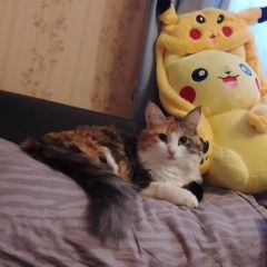 Подробнее об объявлении «Пропала кошка Воронеж» Фото: пропала кошка  «Пропала кошка Воронеж» в г. Воронеж