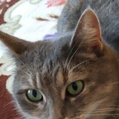 Подробнее об объявлении «Пропала кошка Полоцк» Фото: пропала кошка  «Пропала кошка Полоцк» в г. Полоцк