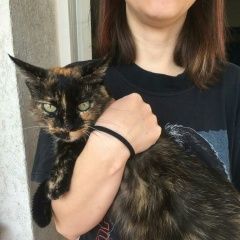 Подробнее об объявлении «Пропала кошка буду благодарна за любую информацию Краслава» Фото: пропала кошка  «Пропала кошка буду благодарна за любую...» в г. Краслава